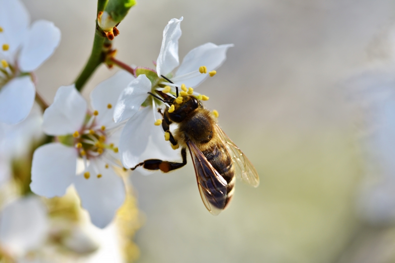 jardinerie-TRAMOLE-min_bee-4092986